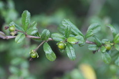 Carmona retusa